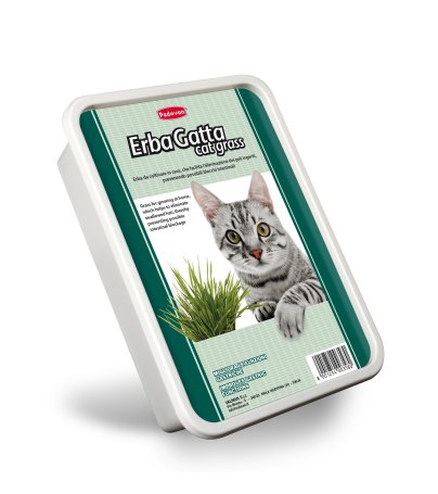 Erba Gatta Cat Grass